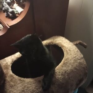 Meet your Posher, Alison